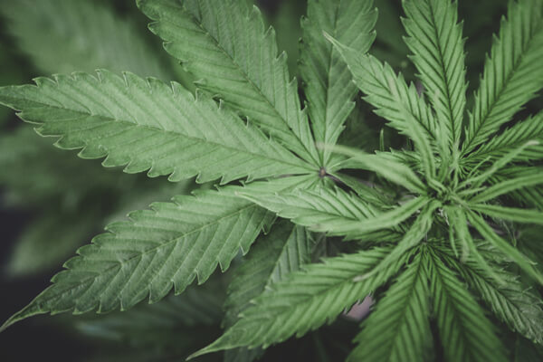 Marijuana Possession: An Overview Of Virginia’s New Decriminalization Law