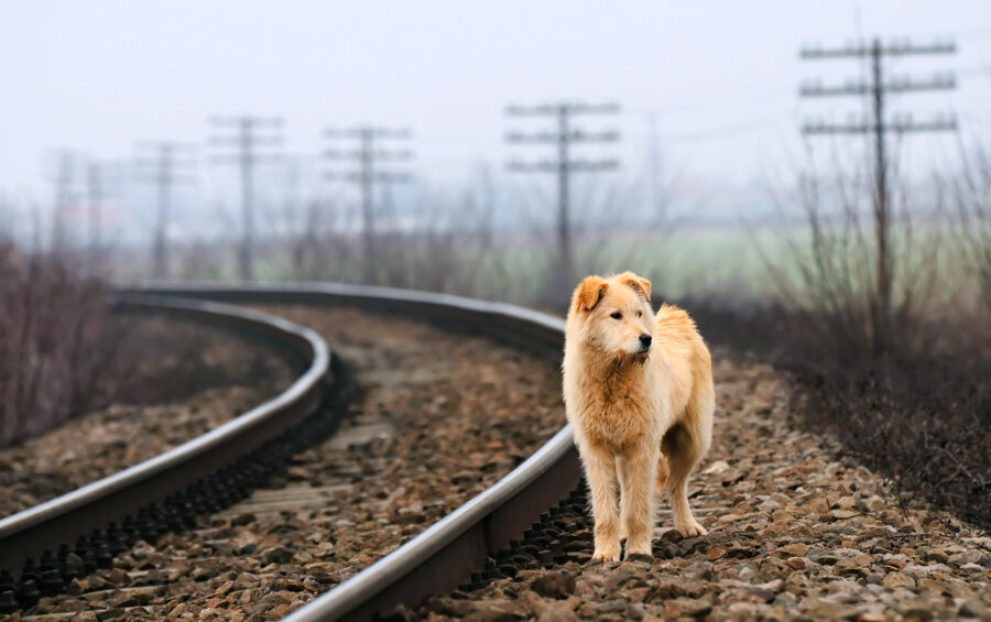How To Defend Animal Cruelty And Abuse Charges
